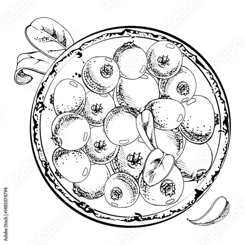 Cranberry lingonberry heap on ceramic plate, green leaves, vector hand drawn in ink, ripe red forest berry. Isolated illustration for restaurant, dessert cafe, menu, farmers market, home preserves