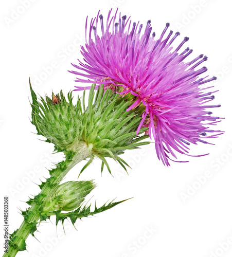 Milk Thistle  (Silybum marianum) Flower  on   isolated background with clipping path. Closeup. For design. Transparent background.	