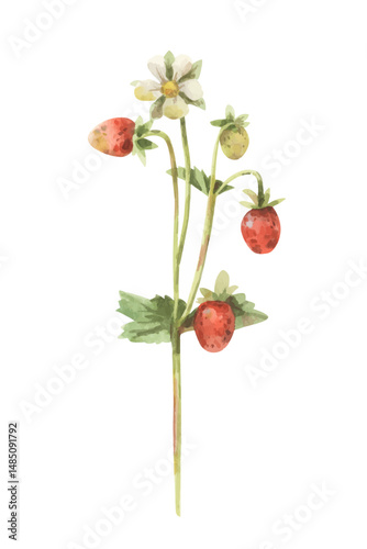 Wild strawberries. Watercolor style vector illustration of red forest berries. 