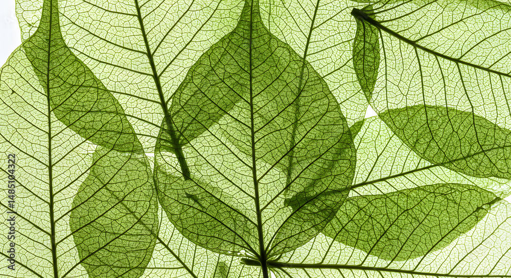 Obraz premium Green Leaf Veins Close-up