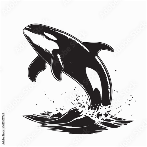 Biggs orca whale jumping out of the sea image vector isolated on white background.