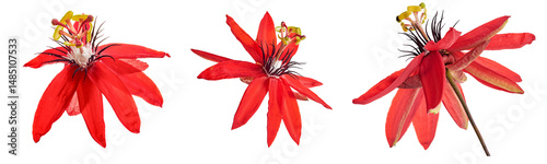 Set PNG of scarletfruit passionflower isolated on white background photo