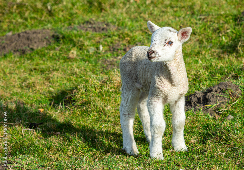 Obraz premium sheep on a meadow