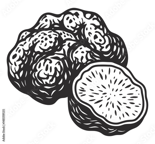 Hand drawn black truffle mushroom line art, displaying textured surface and smooth cross section, designed for culinary, pharmaceutical, natural product applications, vintage monochrome style.