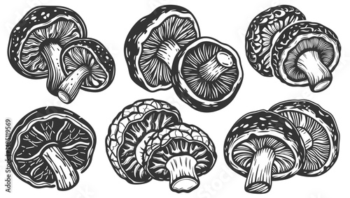 Vintage monochrome set of mushroom shiitake with visible gills and thick stems for mushroom-based food packaging, pharmaceutical labeling, natural remedy branding, culinary or botanical product design