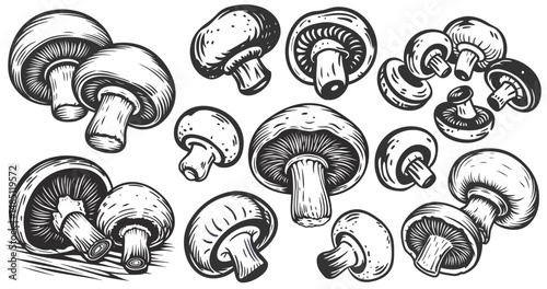 Vintage monochrome set of mushrooms champignon with visible gills and curved stems for food labeling, herbal supplement packaging, mushroom identification charts, botanical posters, culinary branding.