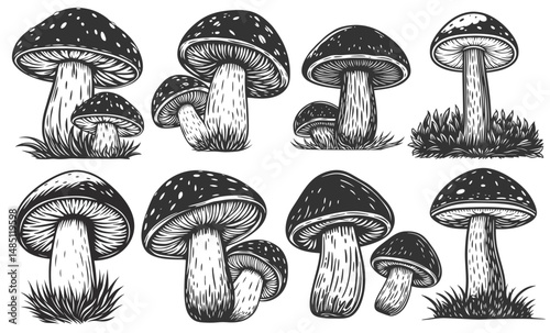Vintage monochrome mushroom set of boletus for cooking ingredient, herbal extract, pharmaceutical fungi use, botanical label or rustic food packaging.