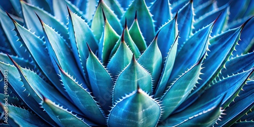 Agave plant with blue-toned black thorns, close-up , spine, nature,  spine, nature, agave, botanical