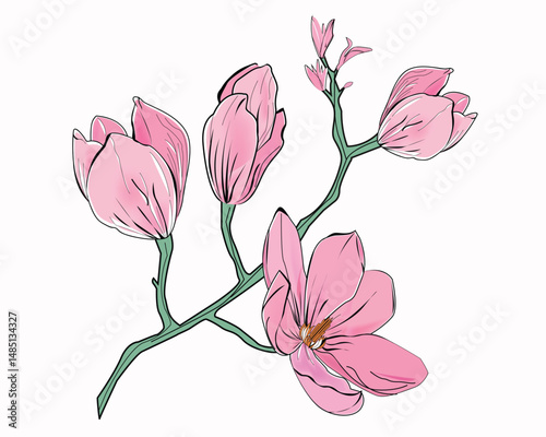 magnolia coral lap anise flower cheeries blossom 