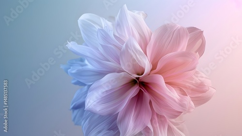 Delicate Bloom with Soft Pink and Lavender Petals Against a Subtle Gradient Background