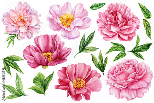 Watercolor peony flower clipart set with green leaves, pink botanical floral elements, spring wedding DIY, printable flower art
