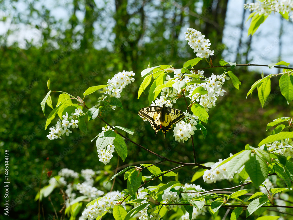 Paź królowej (Papilio machaon) na gałązkach kwitnącej Czeremchy zwyczajna (Prunus padus L.)
Kwiaty Czeremchy zwyczajnej (Prunus padus L.) przyciągają zapachem i nektarem wiosenne pokolenie paźia kró