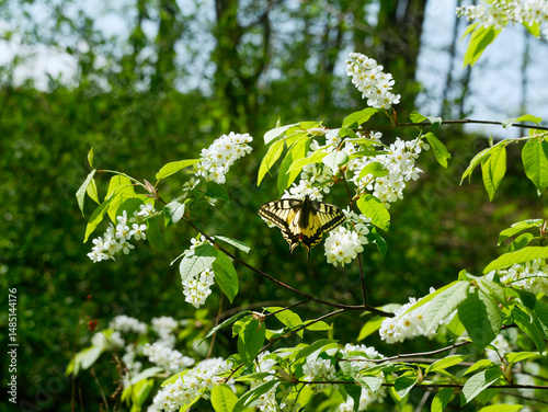 Obraz na płótnie Paź królowej (Papilio machaon) na gałązkach kwitnącej Czeremchy zwyczajna (Prunus padus L.)
Kwiaty Czeremchy zwyczajnej (Prunus padus L.) przyciągają zapachem i nektarem wiosenne pokolenie paźia kró w salonie