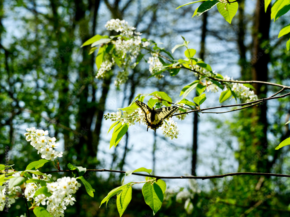 Paź królowej (Papilio machaon) na gałązkach kwitnącej Czeremchy zwyczajna (Prunus padus L.)
Kwiaty Czeremchy zwyczajnej (Prunus padus L.) przyciągają zapachem i nektarem wiosenne pokolenie paźia kró