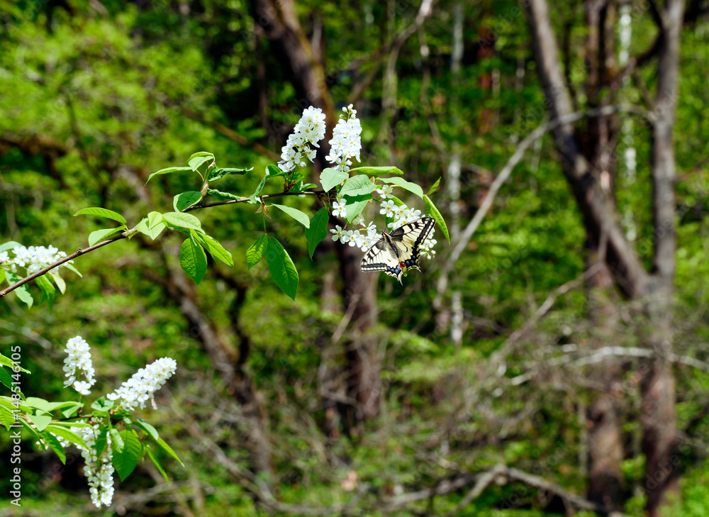 Paź królowej (Papilio machaon) na gałązkach kwitnącej Czeremchy zwyczajna (Prunus padus L.)
Kwiaty Czeremchy zwyczajnej (Prunus padus L.) przyciągają zapachem i nektarem wiosenne pokolenie paźia kró