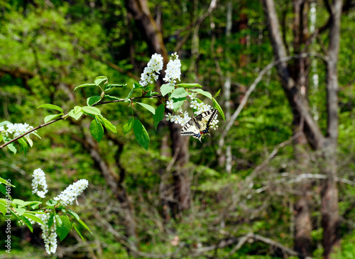 Obraz na płótnie Paź królowej (Papilio machaon) na gałązkach kwitnącej Czeremchy zwyczajna (Prunus padus L.)
Kwiaty Czeremchy zwyczajnej (Prunus padus L.) przyciągają zapachem i nektarem wiosenne pokolenie paźia kró w salonie