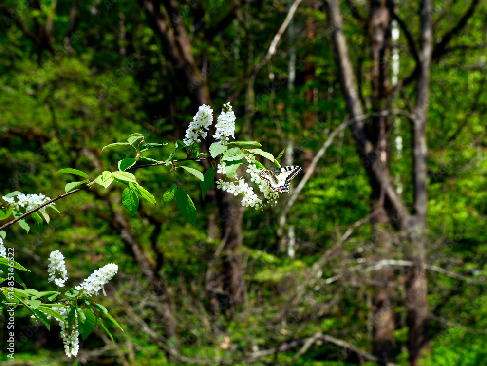Paź królowej (Papilio machaon) na gałązkach kwitnącej Czeremchy zwyczajna (Prunus padus L.)
Kwiaty Czeremchy zwyczajnej (Prunus padus L.) przyciągają zapachem i nektarem wiosenne pokolenie paźia kró