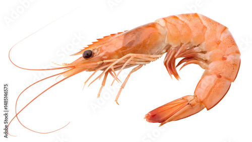 Wallpaper Mural Single Cooked Shrimp isolated on transparent background Generative Ai PNG  Seafood Ingredient  Torontodigital.ca