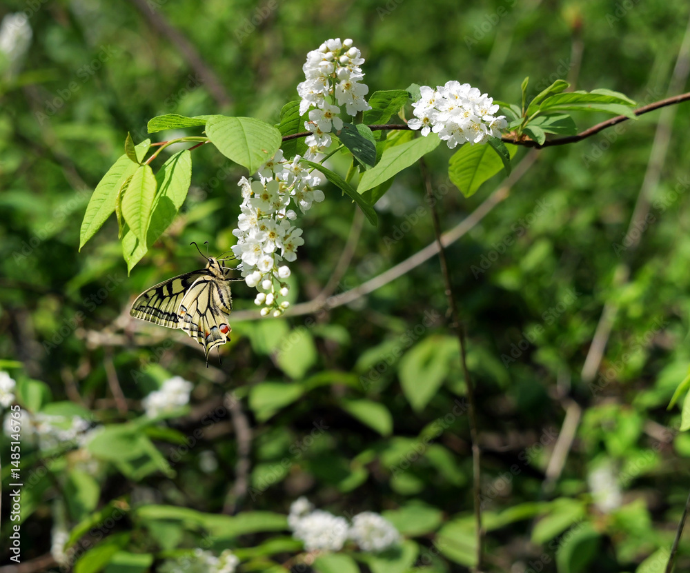 Paź królowej (Papilio machaon) na gałązkach kwitnącej Czeremchy zwyczajna (Prunus padus L.)
Kwiaty Czeremchy zwyczajnej (Prunus padus L.) przyciągają zapachem i nektarem wiosenne pokolenie paźia kró