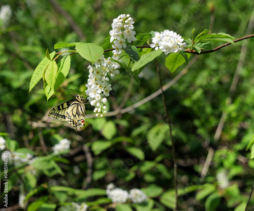 Obraz na płótnie Paź królowej (Papilio machaon) na gałązkach kwitnącej Czeremchy zwyczajna (Prunus padus L.)
Kwiaty Czeremchy zwyczajnej (Prunus padus L.) przyciągają zapachem i nektarem wiosenne pokolenie paźia kró w salonie