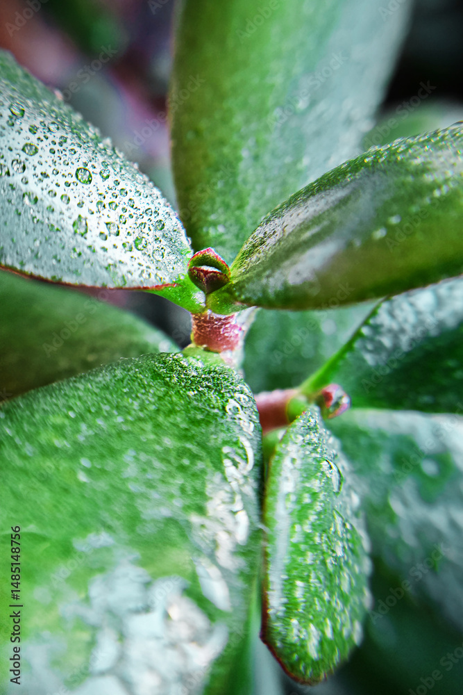 Φωτογραφία Close up view of green juicy thick shiny leaves wet with dew water drops of Cras