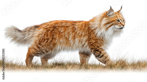 Maine coon cat breed profile walking on grass pet care guide and characteristics of domestic animals