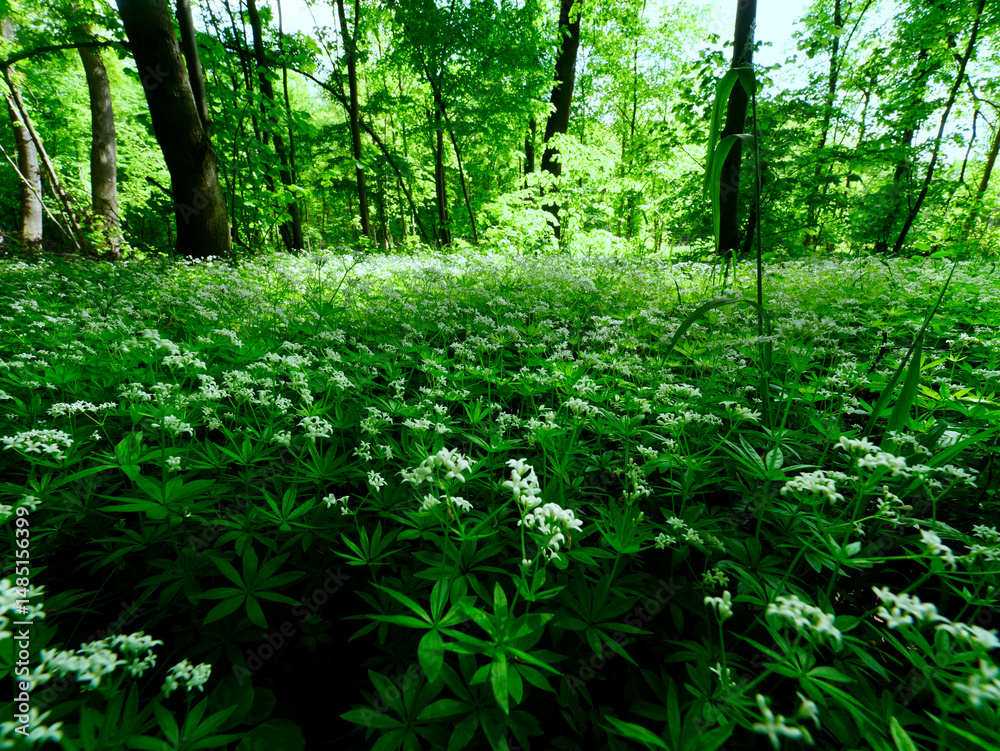 Przytulia wonna zwana również jako marzanka wonna (Galium odoratum) to roślina ciemnych lasów bukowychkwitnie w maju tworzy kwitnące łany które są surowcem zielarskim.