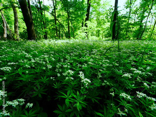 Obraz na płótnie Przytulia wonna zwana również jako marzanka wonna (Galium odoratum) to roślina ciemnych lasów bukowychkwitnie w maju tworzy kwitnące łany które są surowcem zielarskim. w salonie