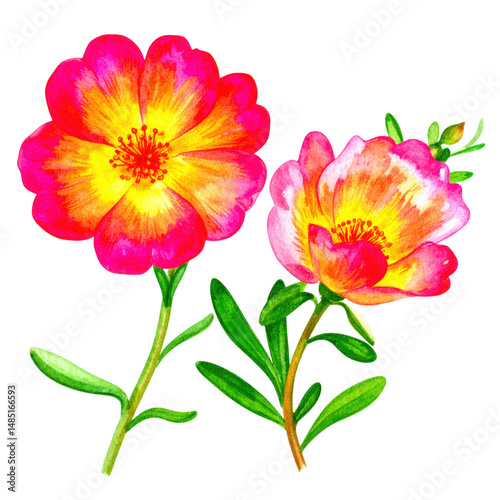 Bright and Vibrant Watercolor Flowers with Shades of Pink and Yellow, Perfect for Floral Designs and Nature-Themed Art Projects