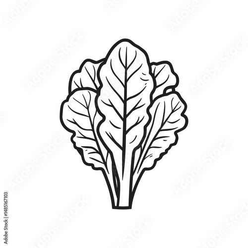 Hand drawn kale shows the beautiful black lines and leaf veins clearly and precisely
