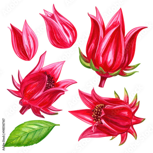 Vibrant Collection of Hand-Drawn Red Flower Illustrations Featuring Various Stages of Blooming with Green Leaves and Rich Colors