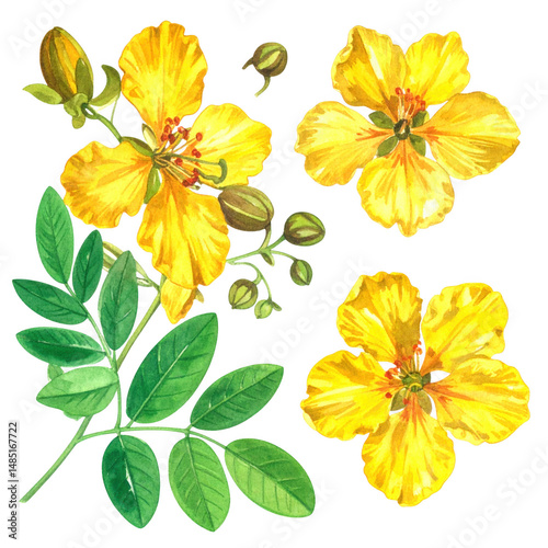 Vibrant Yellow Flowers with Green Leaves and Buds in Detailed Watercolor Style for Nature and Botanical Illustrations