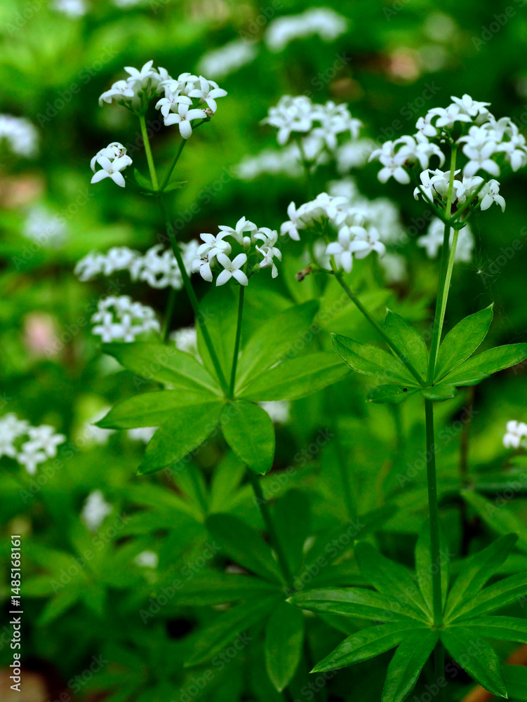 Przytulia wonna zwana również jako marzanka wonna (Galium odoratum) to roślina ciemnych lasów bukowychkwitnie w maju tworzy kwitnące łany które są surowcem zielarskim.