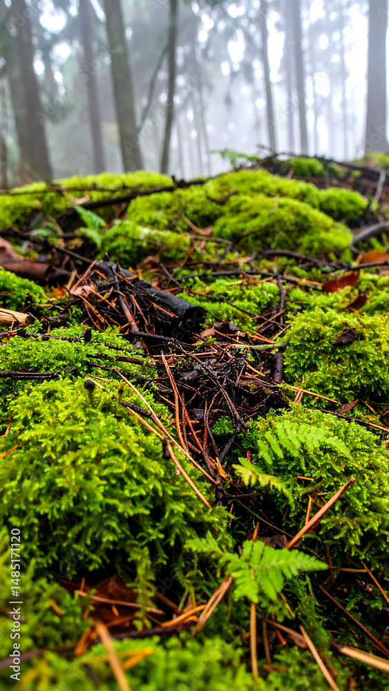Obraz premium Lush green moss covers the forest floor, creating a vibrant and tranquil scene. Ideal for nature, conservation, or wellness themes. Evokes growth and serenity.