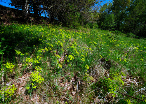 Obraz na płótnie Nasłonecznione zbocze pokryte kwitnącym Wilczomleczem sosnką (Euphorbia cyparissias L.) w salonie