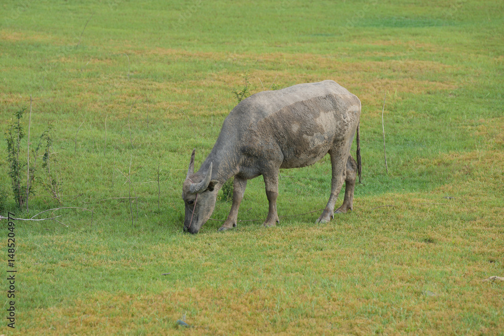 Fototapeta premium Thai buffalo at countryside