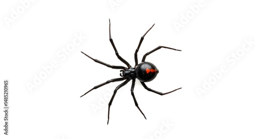 Black widow spider Latrodectus, mactans or hasselti
