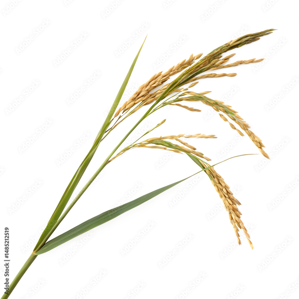 Rice stalk isolated on a transparent background Rice stalk isolated on a transparent background