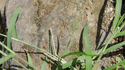 Small ants walking on a rock in Costa Rica