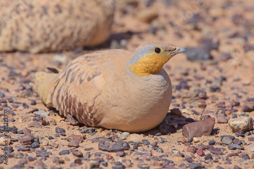 Spotted Sandgrouse (Pterocles senegallus) a male resting in the stony desert region of southern Morocco.