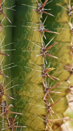 Close-up, dry big needles on a cactus