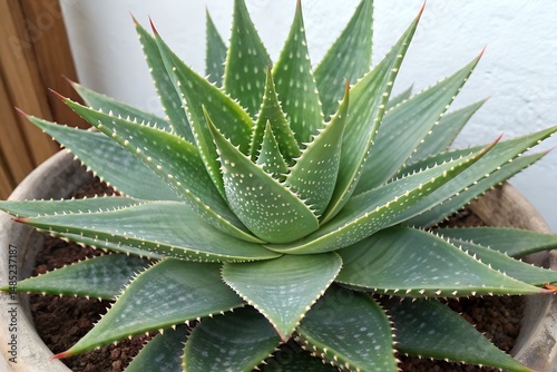 aloe vera plants