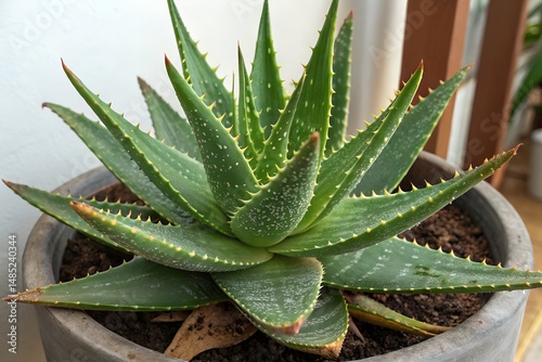 aloe vera plant