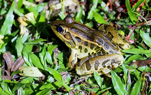 Obraz na plátně Lowland Leopard Frog (Lithobates berlandieri) resting in grassy lowland habitat