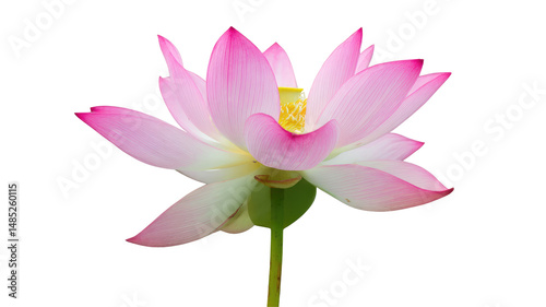 A single pink lotus flower with a yellow center on a green stem against a black background is displayed on transparent background