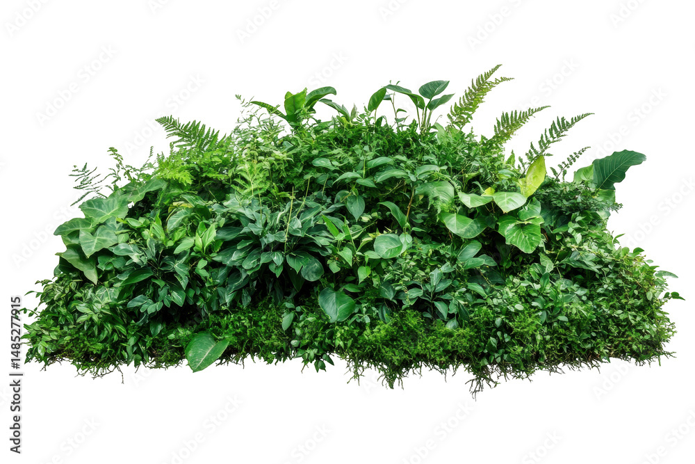 Obraz premium Isolated green bush