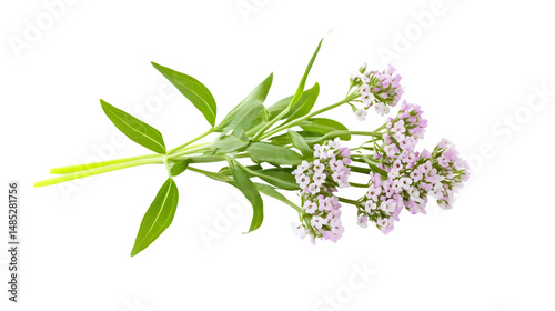 Fresh Valerian Herb Flower Sprigs Isolated on White Background
