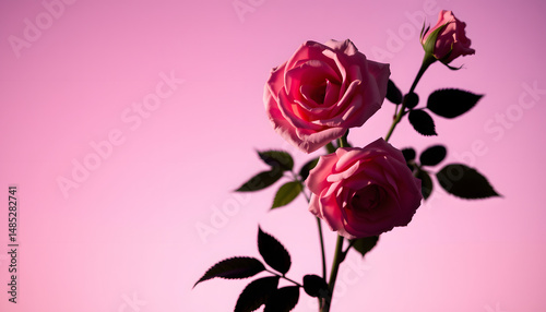 Wallpaper Mural Lovely blush roses against a vibrant backdrop, silhouette. with white shades Torontodigital.ca
