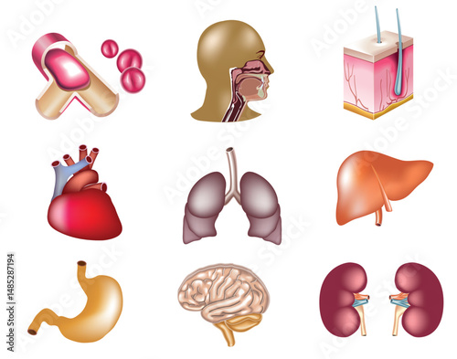 Detailed illustration of human anatomy depicting various internal organs in medical context