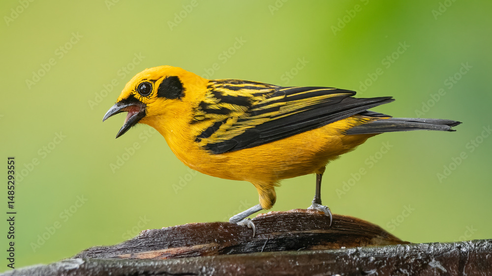 Fototapeta premium In equatorial forests, the Golden tanager is a species of bird in the family Thraupidae.